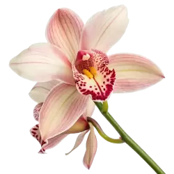 Imagen PNG para descargar